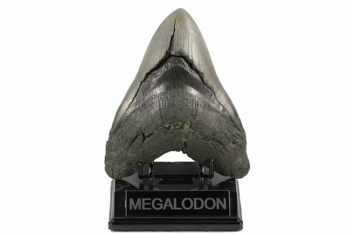 Robust, Fossil Megalodon Tooth - South Carolina #122243